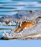 Upplev Floridas Everglades med sina alligatorer