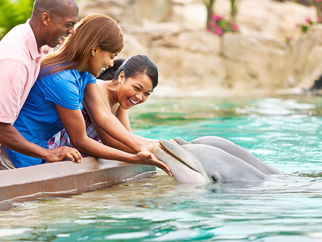 Dolphins Up-Close