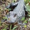 Everglades Tour from Miami