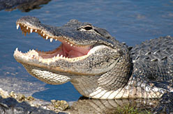 Everglades Airboat Tur